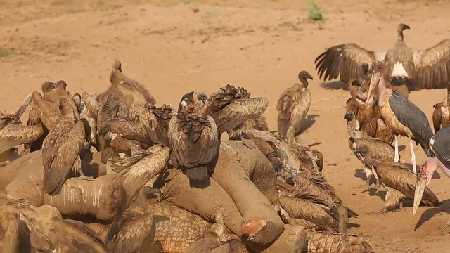 A flock of white-backed vulture (Gyps africanus) and marabou stork (Leptoptilos crumenifer) is feeding on the remains of a large elephant and crocodile by a river.Carion scavengers on a river bank.