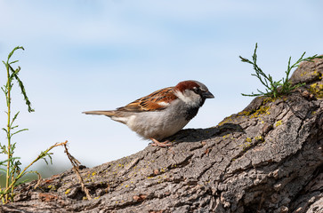 a sparrow gazing around in the birds park of Pont de Gau, Camargue