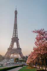 Fototapeta na wymiar eiffel tower in paris pink blossom pink tree