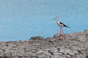 an adult himantopus is standing by the shore of a pond in Camargue birds park of Pont de Gau