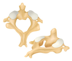 The axis is the second cervical vertebra.