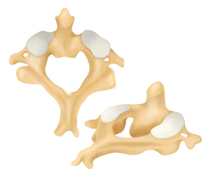 The axis is the second cervical vertebra.