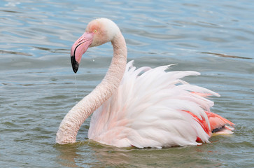 Pink flamingo in the open bird park in Pont de gau © FrederiqueTEZIER