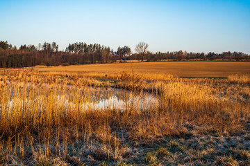 lake with field and trees in the background in the morning