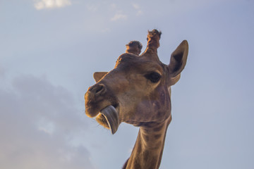 Obraz premium A giraffe close-up front view