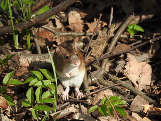 Field mouse in the grass