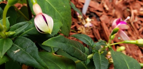 Budding pink purple flower spring