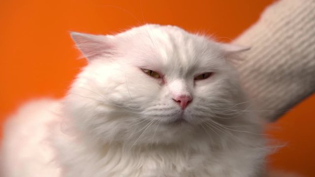 Girl stroking adorable white fluffy cat isolated on orange background. Caresses domestic cute pet. Love, care, family concept.