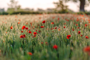Poppies on green field on summer sunset