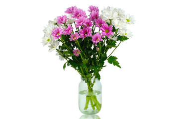 Bouquet of chrysanthemums in a vase isolated on a white background. Fresh camomiles.