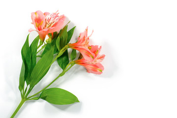 Fresh lily flowers on a white background with clipping path. Flower care, top view.
