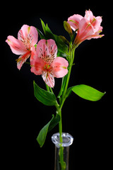 Beautiful lily on a black background. Fresh flowers in the studio, beauty concept.