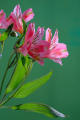 Beautiful bouquet of pink lily flowers on a green background. The concept of spring and summer.