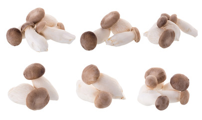 fresh origin mushroom on a white background
