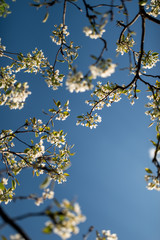flowering tree on a background of blue sky