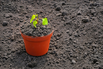 Pot with a young plant on the background of soil of the earth. The concept of gardening or planting seedlings. I work in the spring garden.
