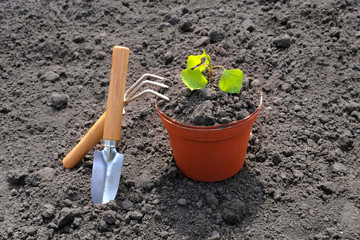 Pot with a young plant and garden tools in a spring garden. The concept of gardening or planting seedlings.
