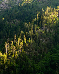 Pine trees on the slope of a mountain