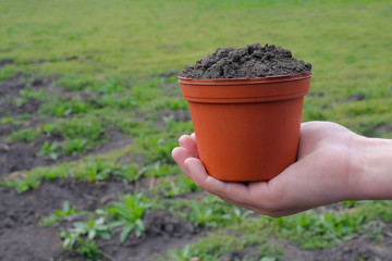 Male hand with a pot of earth in a spring garden. Gardening or planting seedlings.