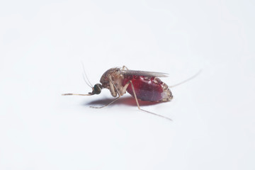Fat mosquito with full of red blood in body isolated on white background