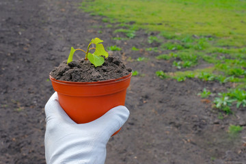 Male hand with a pot of earth and a seedling on a background of soil. Agriculture concept. Work on the farm, in the garden.