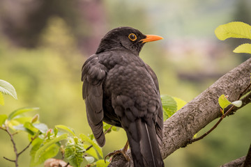 Fototapeta premium Common blackbird - male (Turdus merula) - Wildlife in South Tyrol, Merano Meran, Italy