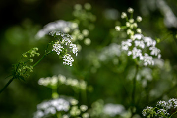 Cow Parsley in the Sussex Countryside