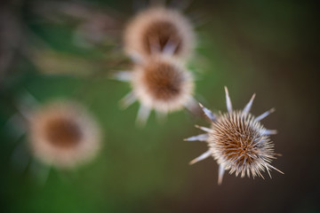 Close up on Onopordum acanthium plant commonly known as Cotton thistle or Scottish Thistle