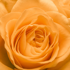 close up of orange rose petals. macro shot.