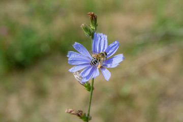 Fototapeta premium Bee on the common chicory flower in a meadow