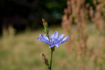The common chicory flower in a meadow	
