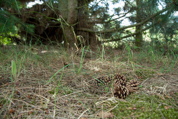 Pine cones fallen from a tree on athe ground