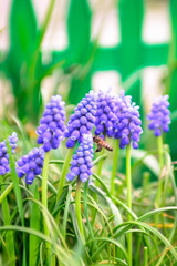 Fototapeta premium Вlue honey flowers. Spring flowers.