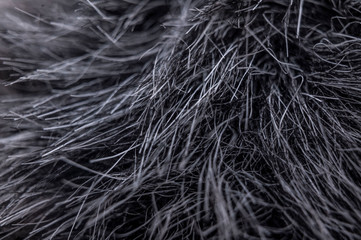 Fur texture of fox, silver color close-up background. Silver fox fur coat texture background.