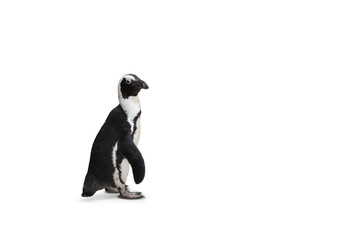 Humboldt penguin isolated on white background. Side view of cute bird.