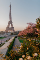 Sunrise in Paris Spring 2020 Quarantine blossom sakura France pink flowers - obrazy, fototapety, plakaty
