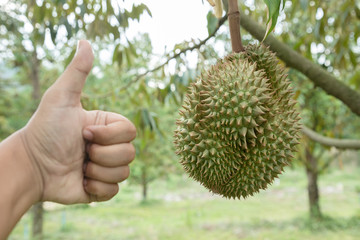 Owner check good quality organic durian hanging on an local farm farm in Thailand. It is the king of famous fruit and has a great flavor with crispy deliciousness. Large and hard-thorned fruit.