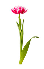 isolated single tulip bug on the white background