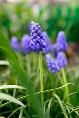 Вlue honey flowers. Spring flowers.