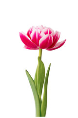 isolated single tulip bug on the white background