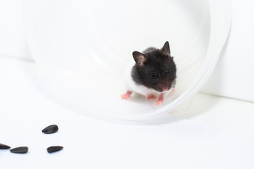 A cute small hamster with black fur on the face and face.