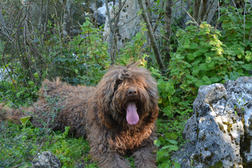 Perro de agua español 