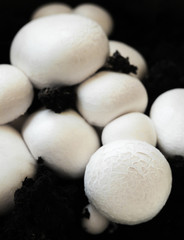 Button mushrooms in the ground