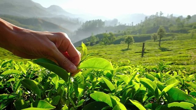 Women hand picking up tea leaves at the tea plantation in Munnar, Kerala, India