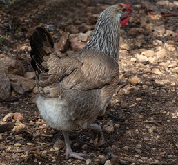 gallinas