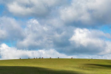 Looking up at cows grazing on a hill in the South Downs
