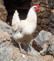 gallinas