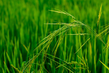 ข้าวป่า, นกกระยาง, Echinochola colonum วัชพืชในนาข้าวที่คล้ายกับข้าวมากที่สุด สามารถแพร่กระจายได้อย่างรวดเร็ว ทนต่อความแห้งแล้งและสารกำจัดวัชพืชในเอเชียตะวันออกเฉียงใต้ไทยลาวเมียนม่า