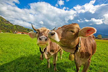 Kühe - Allgäu - Glücklich - gesund - Braunvieh - Alpen - Hörner