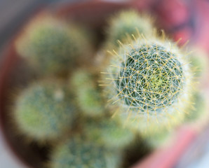 Cactus. Succulent plant.